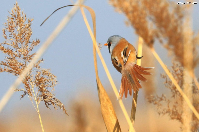 芦苇枝上的文须雀图片