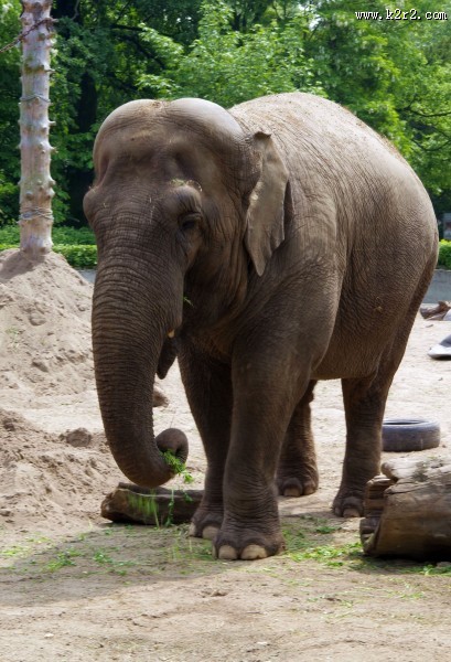 一头野生大象图片大全