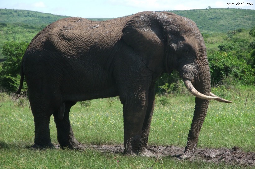 一头野生大象图片大全