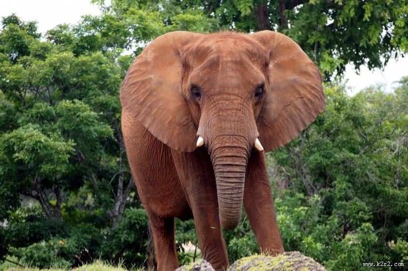 一头野生大象图片大全