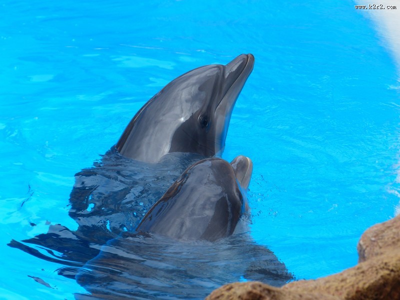 活泼可爱的海豚图片