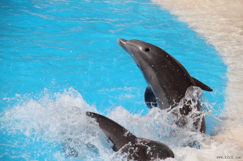 活泼可爱的海豚图片