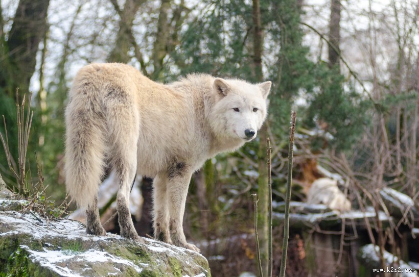 凶残的野狼图片