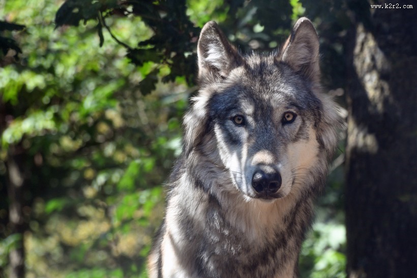 凶残的野狼图片