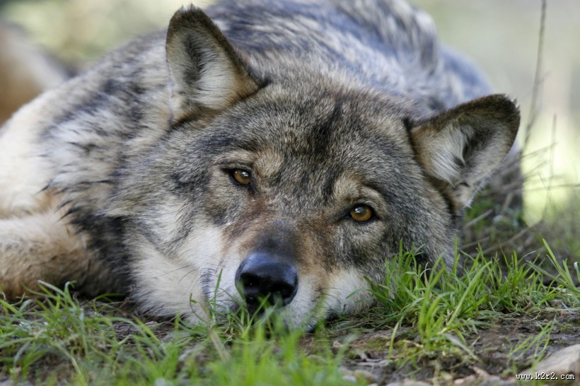 凶残的野狼图片