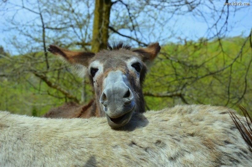 健壮呆萌的毛驴图片大全