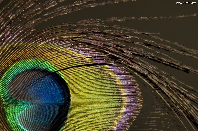 光鲜的孔雀羽毛图片