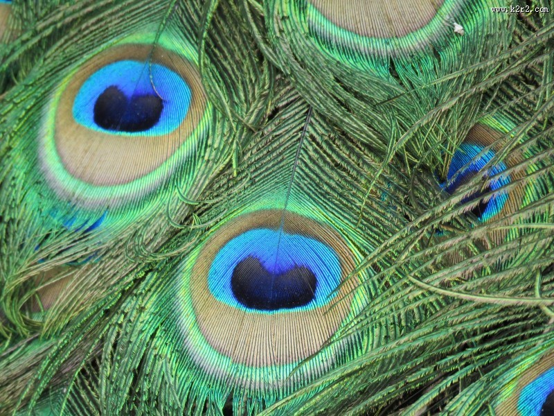 光鲜的孔雀羽毛图片