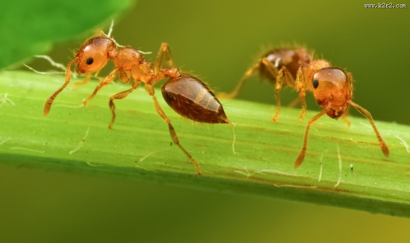 微距举腹蚁图片