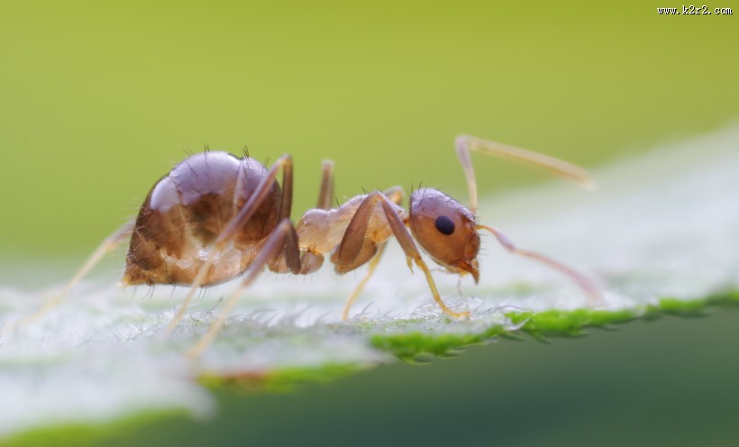 微距举腹蚁图片