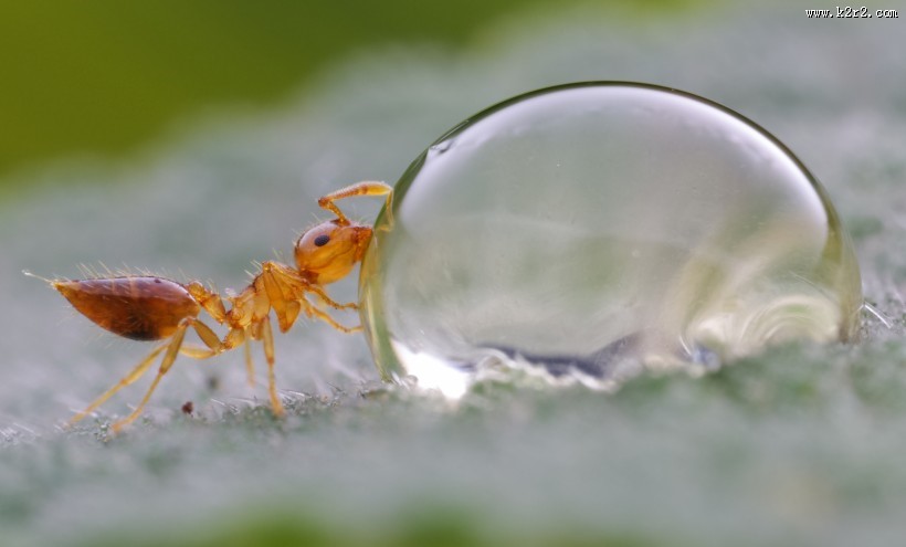 微距举腹蚁图片