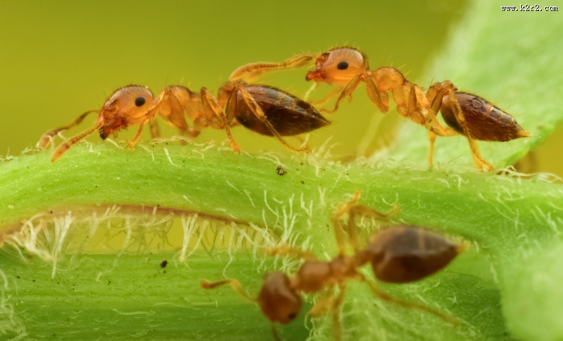 微距举腹蚁图片