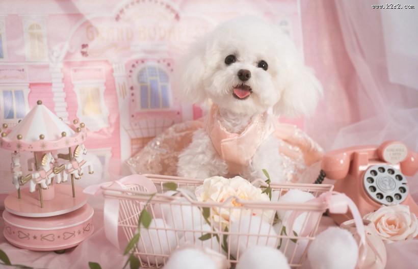 萌萌的泰迪犬图片大全