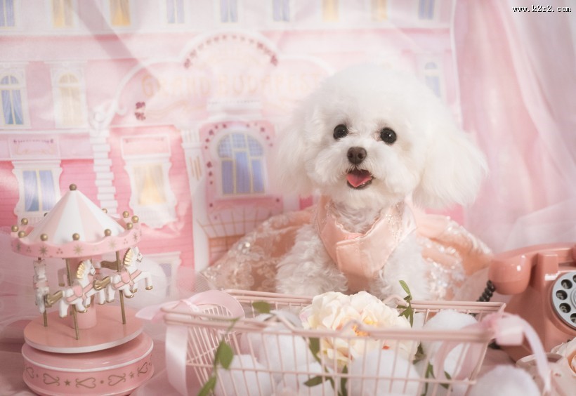 萌萌的泰迪犬图片大全