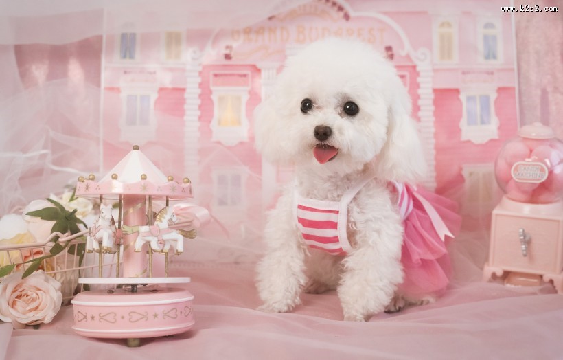 萌萌的泰迪犬图片大全