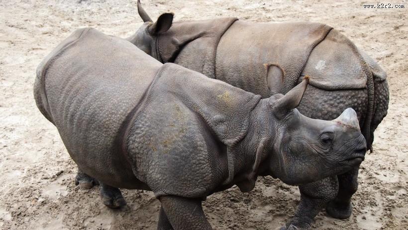 健壮的犀牛图片