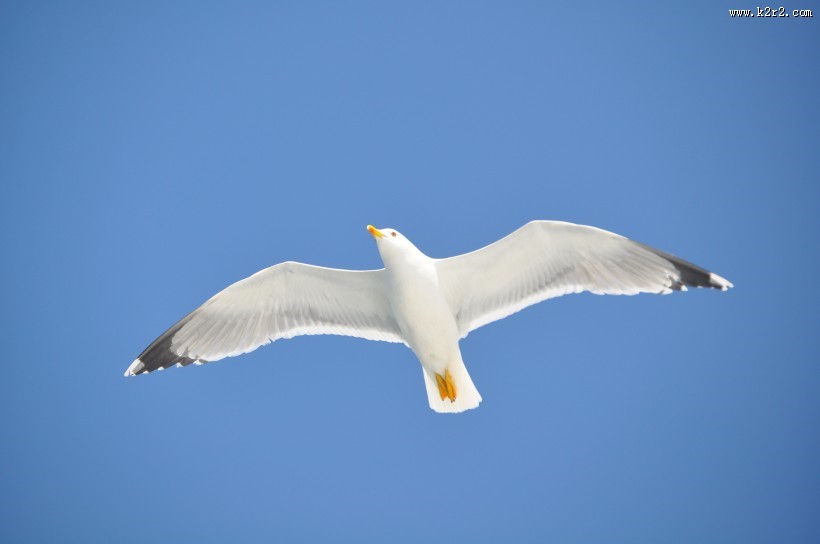 美丽的海鸥图片大全