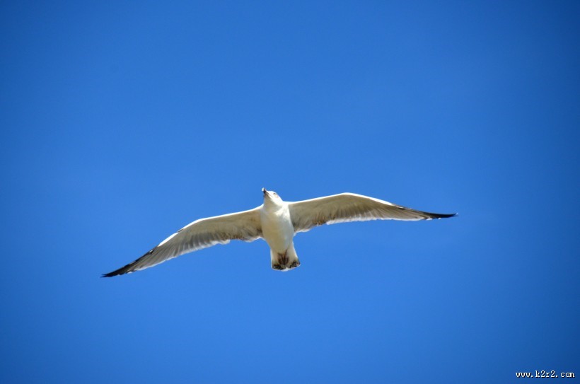 美丽的海鸥图片大全
