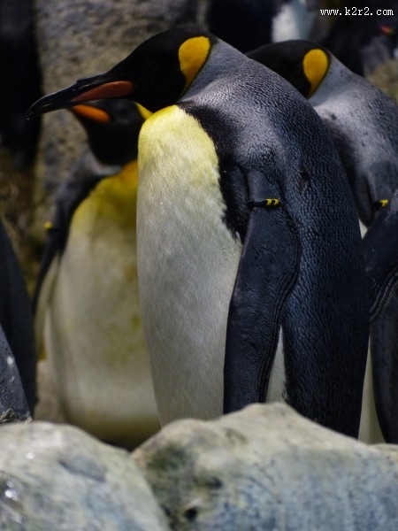 萌萌的企鹅图片