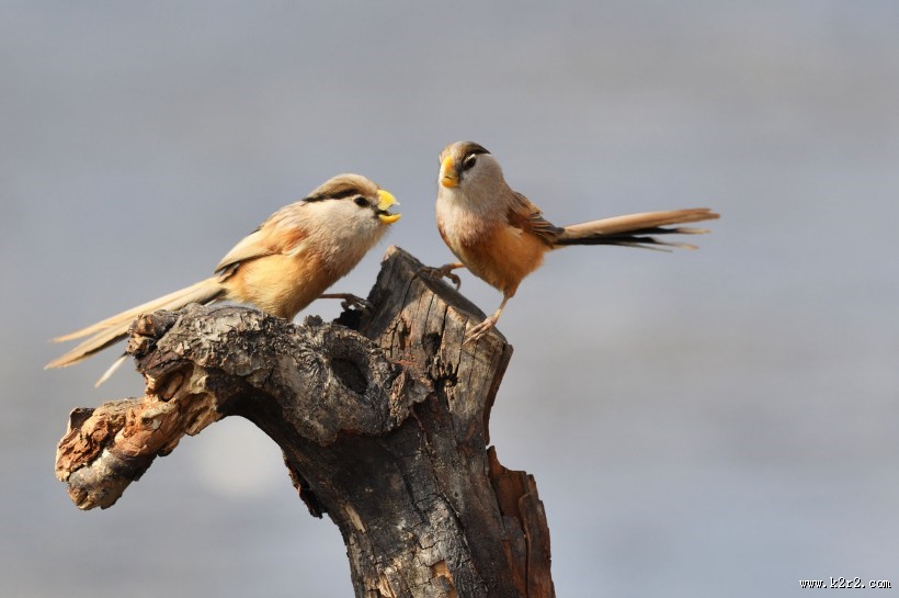 震旦鸦雀图片大全