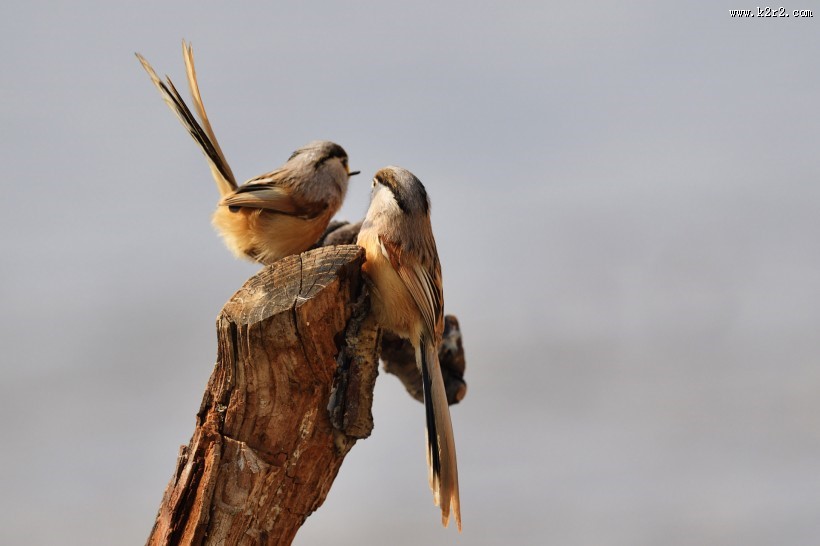 震旦鸦雀图片大全