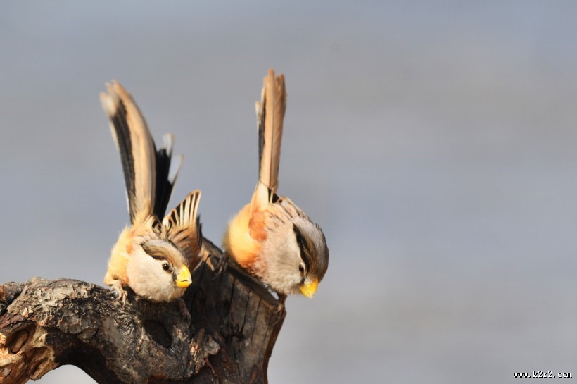 震旦鸦雀图片大全