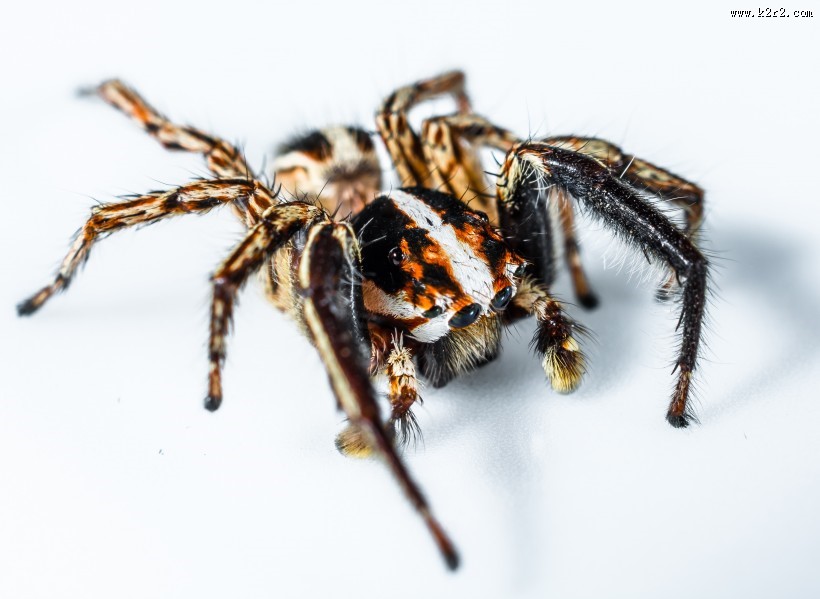 一只蜘蛛高清图片大全