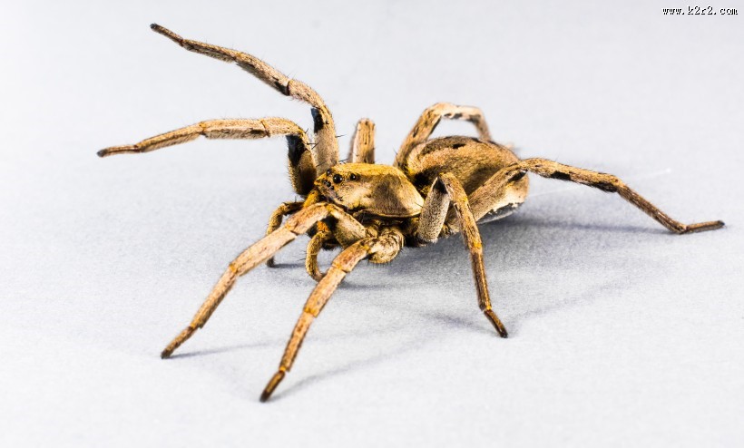 一只蜘蛛高清图片大全