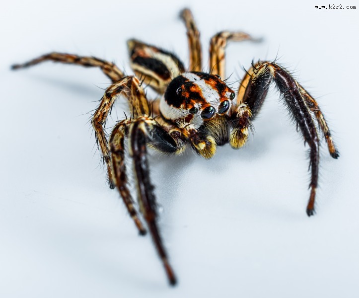 一只蜘蛛高清图片大全