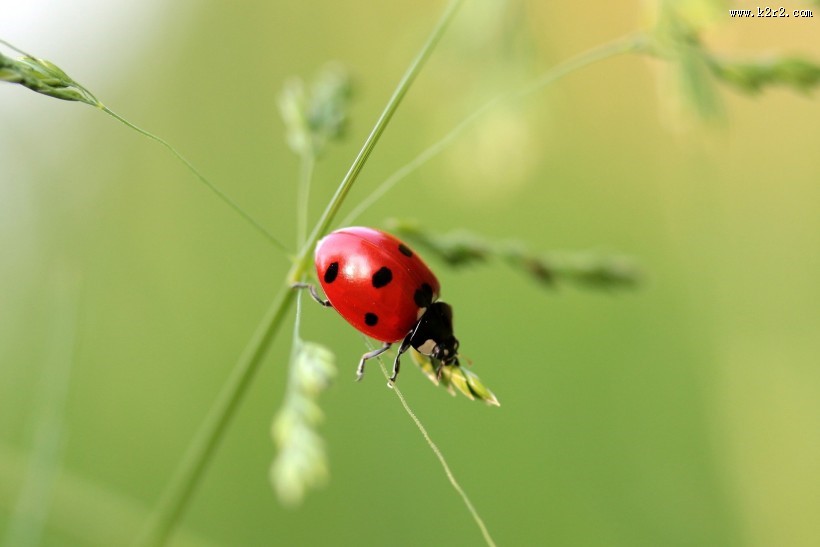 一只七星瓢虫图片
