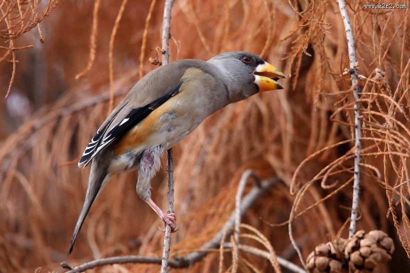 黑尾蜡嘴雀图片大全