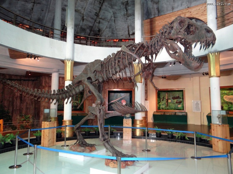 恐龙化石图片大全