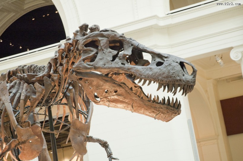 恐龙化石图片大全