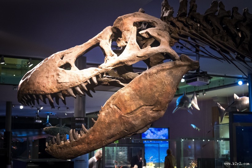 恐龙化石图片大全