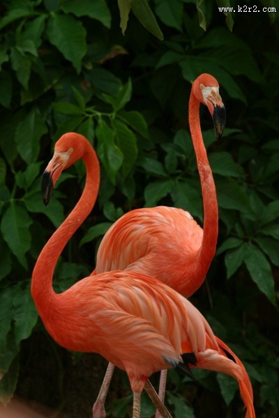 羽毛光鲜的火烈鸟图片