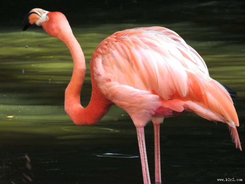 羽毛光鲜的火烈鸟图片