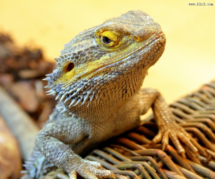 敏捷的蜥蜴图片大全