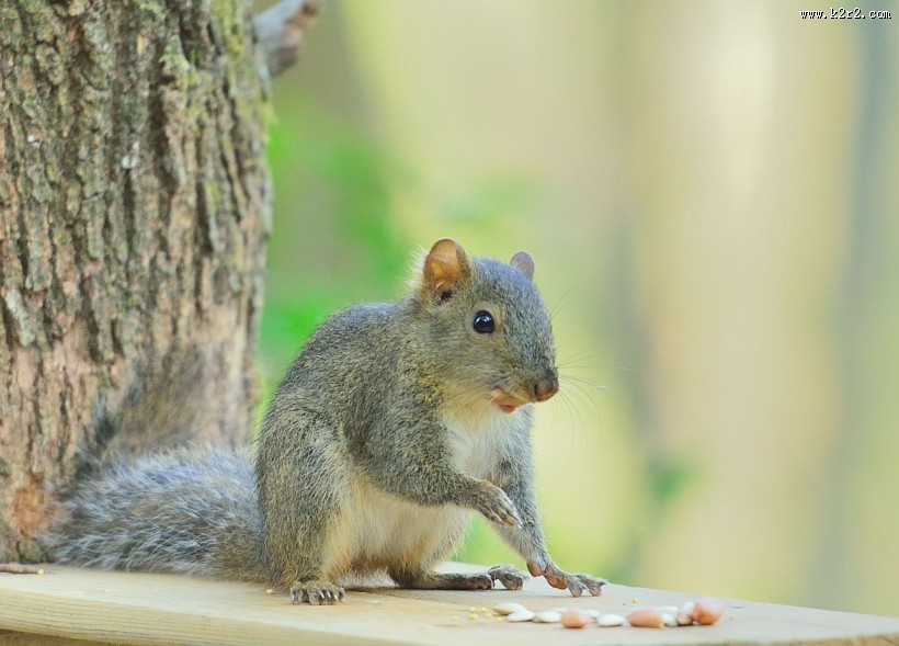 活泼的小松鼠图片大全