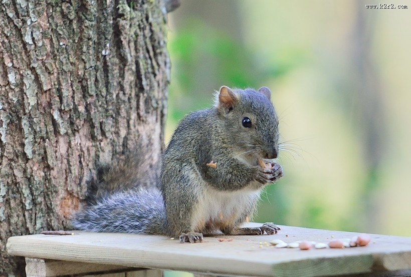 活泼的小松鼠图片大全
