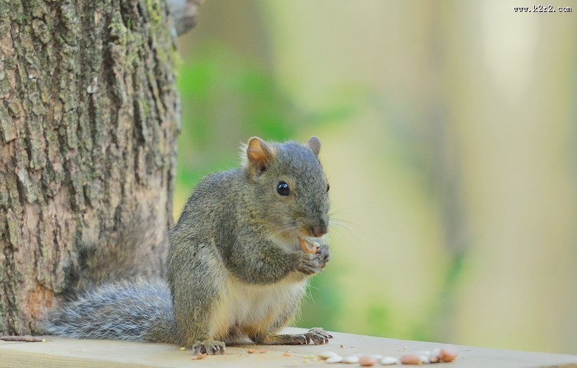 活泼的小松鼠图片大全