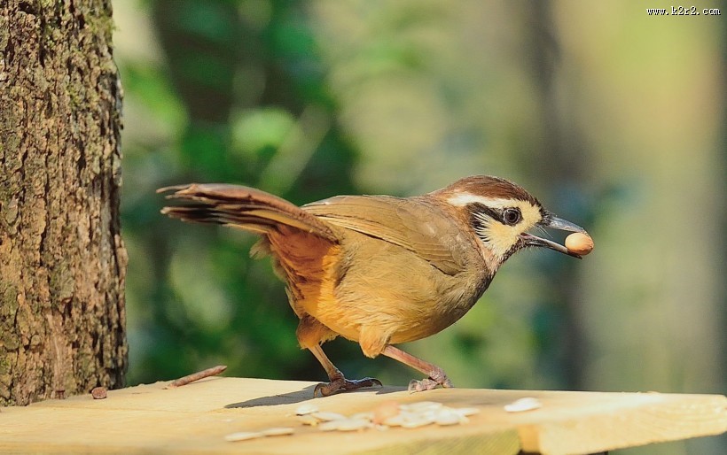 眼纹噪鹛鸟类图片