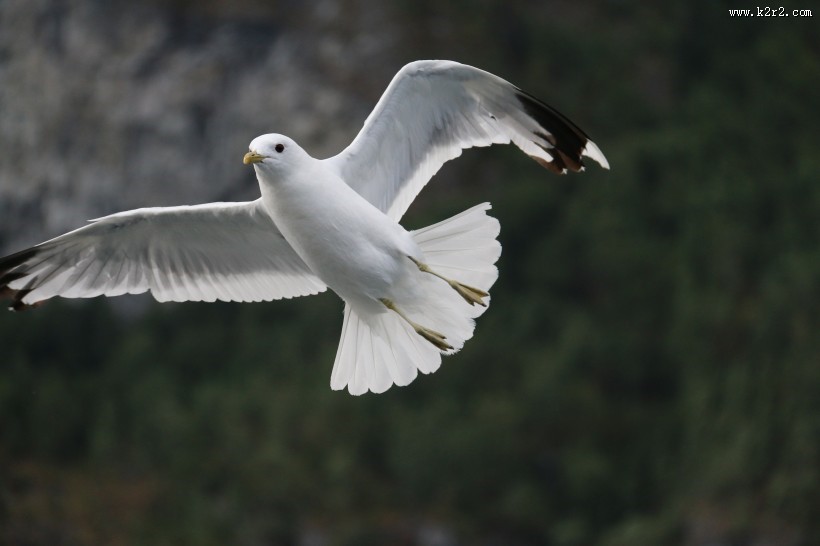 飞翔的海鸥图片