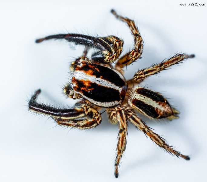 一只蜘蛛高清图片