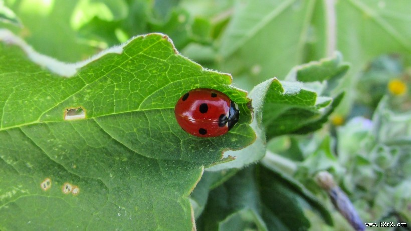 一只七星瓢虫图片大全