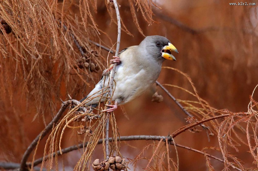 黑尾蜡嘴雀图片