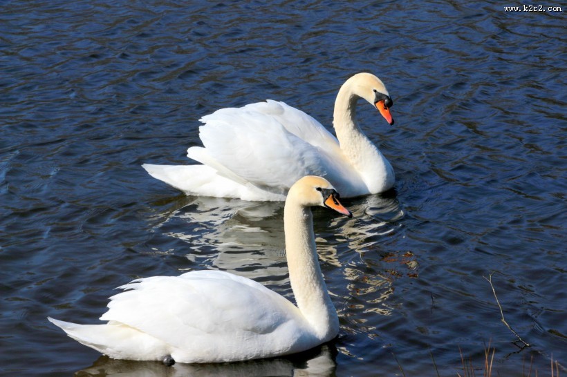 美丽的白天鹅图片
