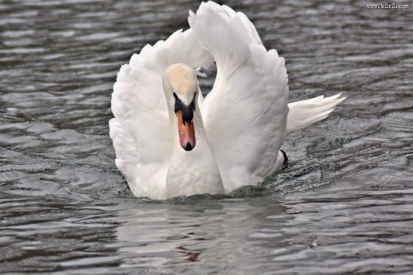 美丽的白天鹅图片