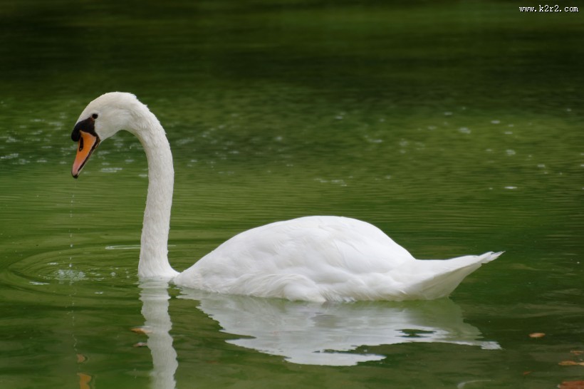 美丽的白天鹅图片