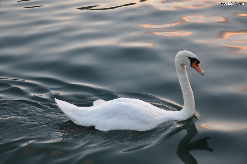 美丽的白天鹅图片