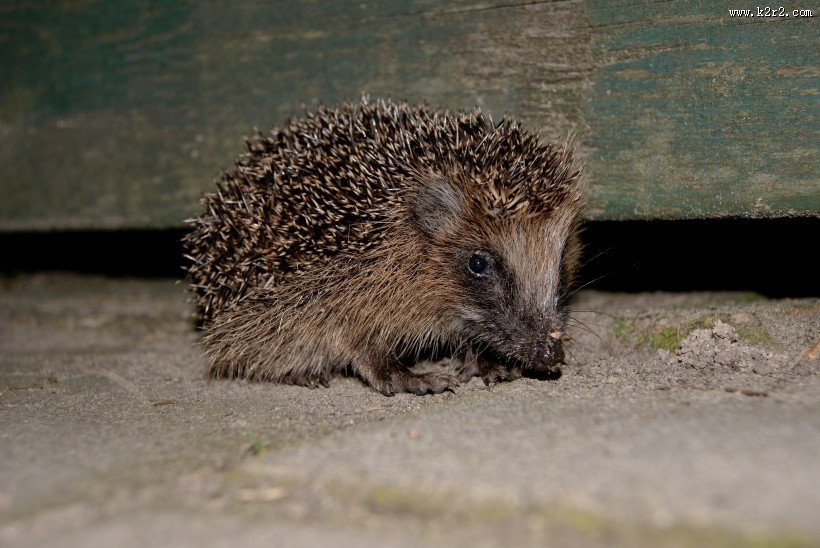 可爱娇小的刺猬图片